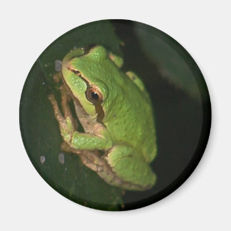 Imán de rana de árbol verde
