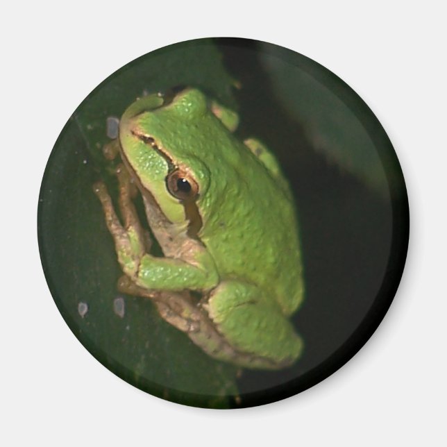 Imán de rana de árbol verde (Frente)