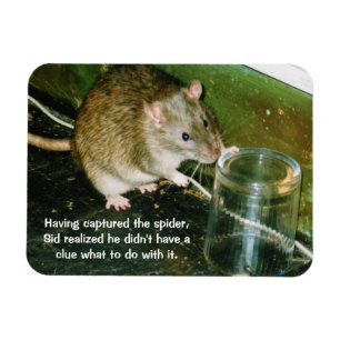 imán de rata divertido