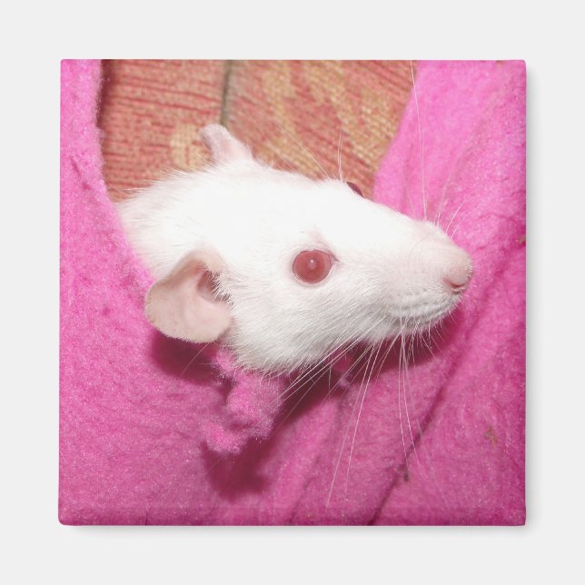 Imán de rata dumbo (Frente)