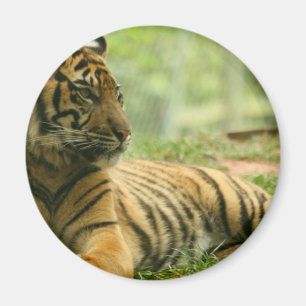 Imán de reclinación del tigre