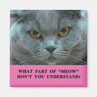 Imán de refrigerador Blue British Shorthair Cat