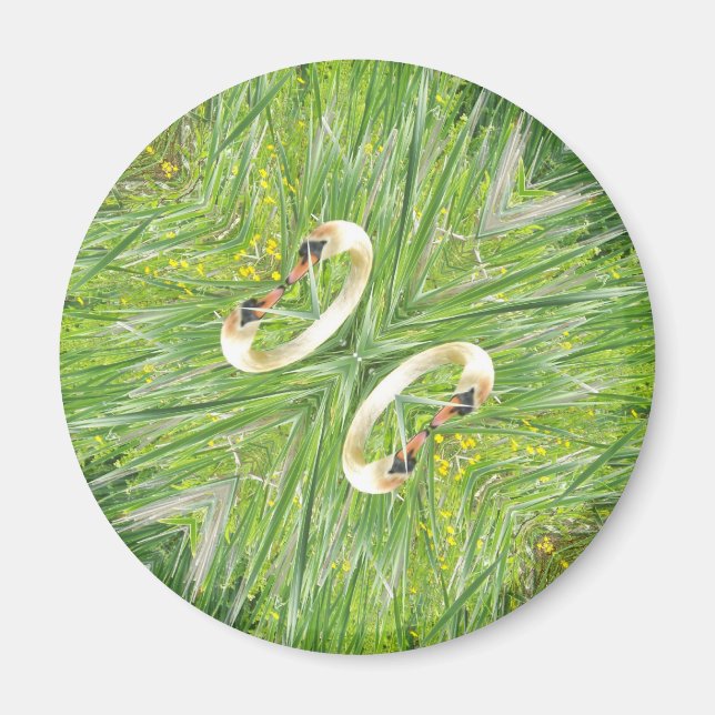 Imán de refrigerador de cuatro cisnes (Frente)