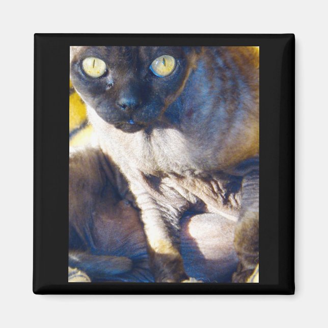 Imán de refrigerador Devon Rex (Frente)