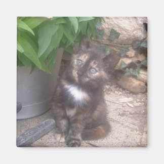 imán de refrigerador Kitty Cat