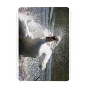 imán de refrigerador para cisnes