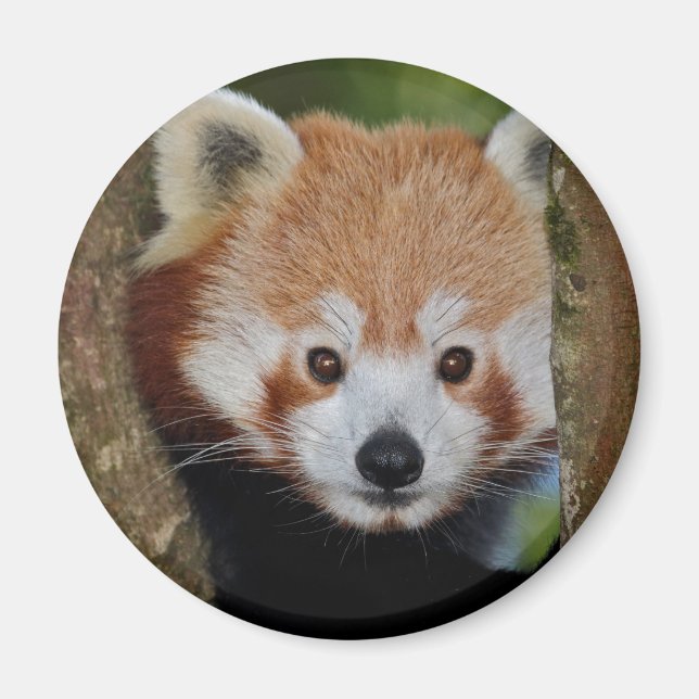 Imán de retrato de panda (Frente)