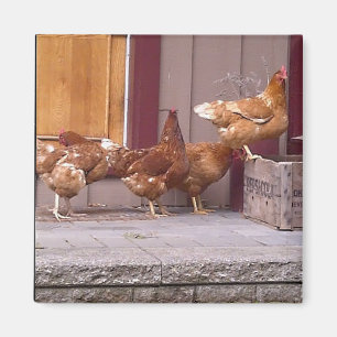 Imán de Rhode Island