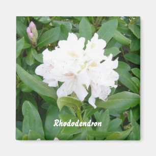 Imán de Rhododendron blanco