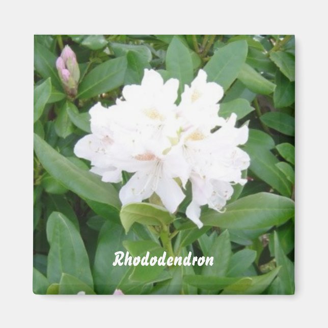 Imán de Rhododendron blanco (Frente)