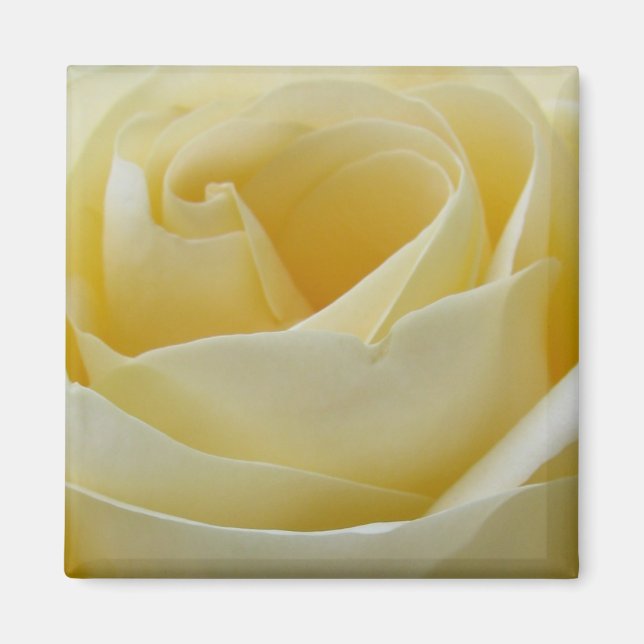 imán de rosa blanca crema (Frente)