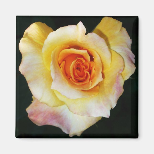 Imán de rosa con forma de corazón (Frente)