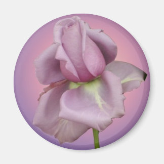 imán de Rosa de lavanda