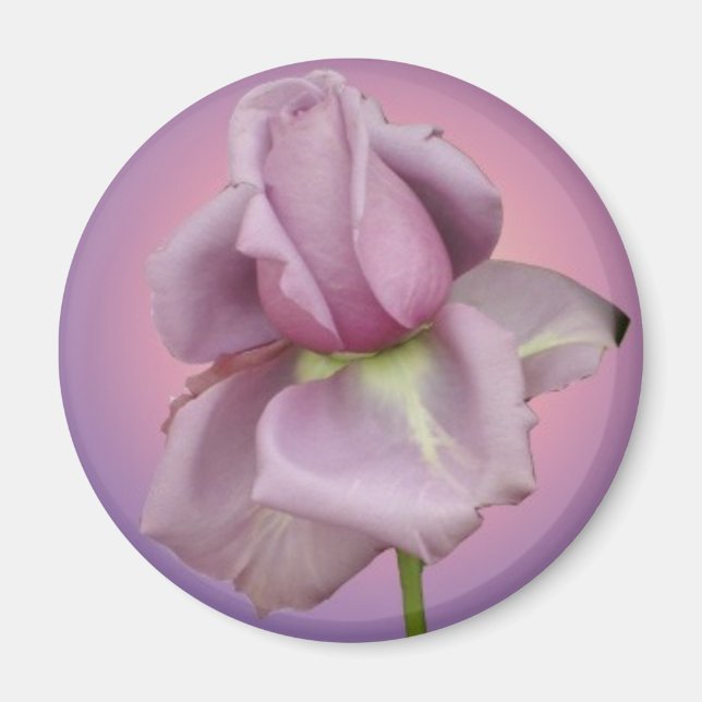 imán de Rosa de lavanda (Frente)