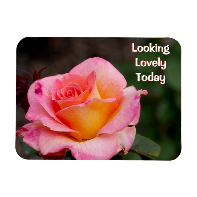 Imán de Rosa que se ve Hermosa Hoy (Horizontal)