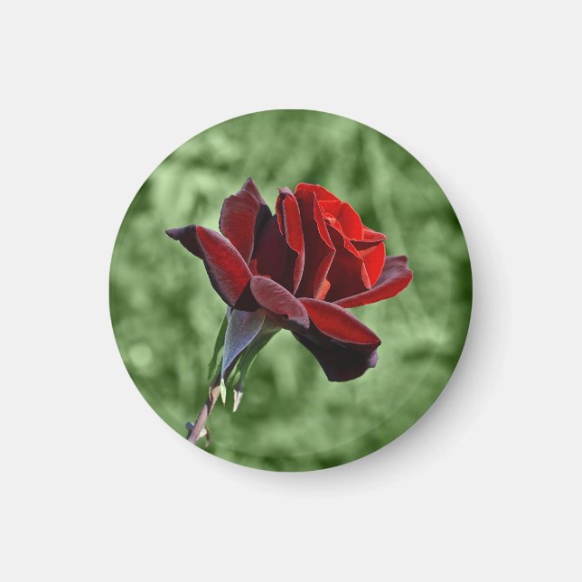 Imán de Rosa Roja (Frente)