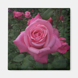 Imán de rosa rosa