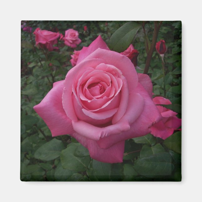 Imán de rosa rosa (Frente)