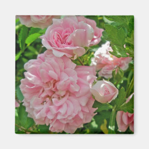 Imán de rosa trepadora