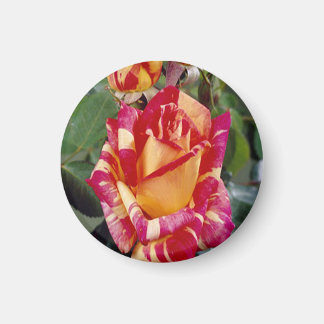 Imán de rosas amarillas rosadas