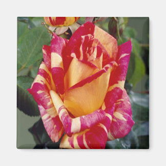 Imán de rosas amarillas rosadas