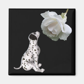 Imán De Rosas Blancas Y Cachorro De Cachorro Dalmá
