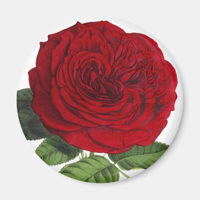 Imán de rosas rojas vintage (Frente)