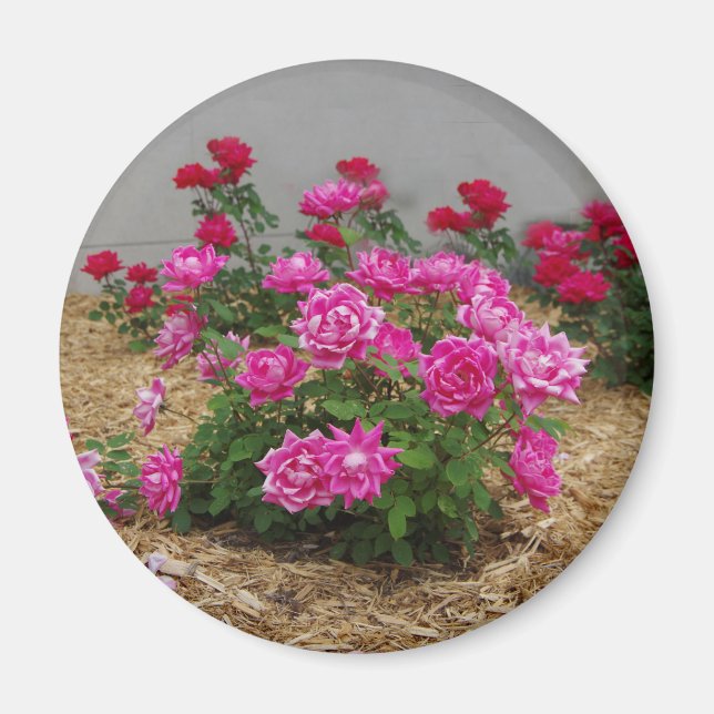 Imán de rosas rosadas (Frente)