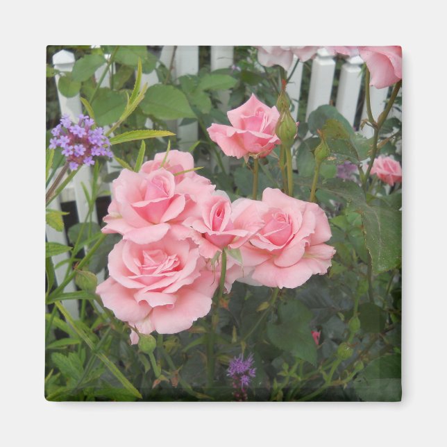 Imán de rosas rosadas (Frente)