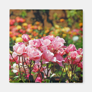 Imán de rosas rosadas hermosas