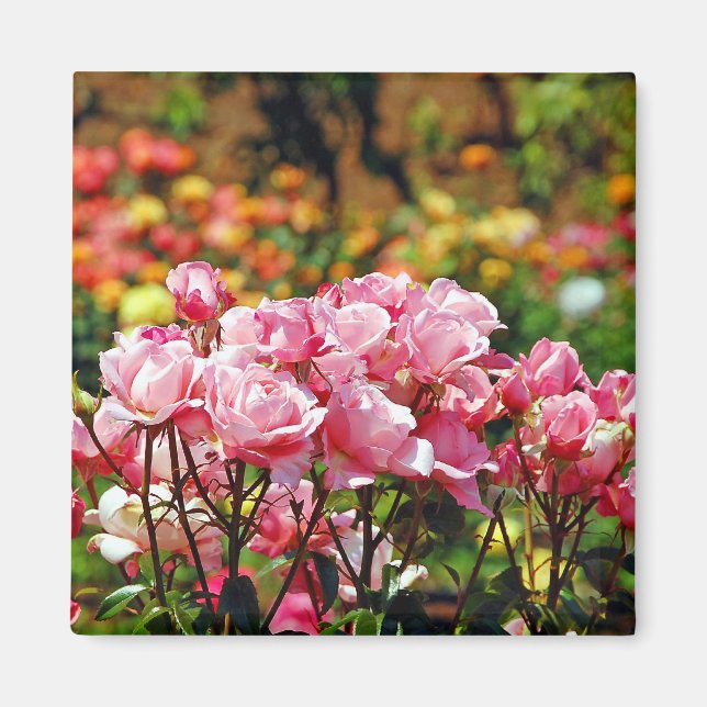Imán de rosas rosadas hermosas (Frente)