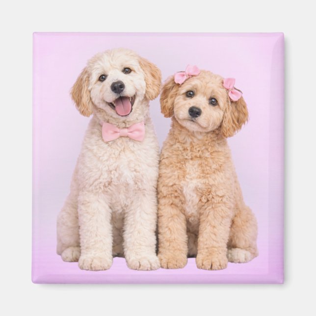 Imán de San Valentín de Cachorro de Goldendoodle (Frente)