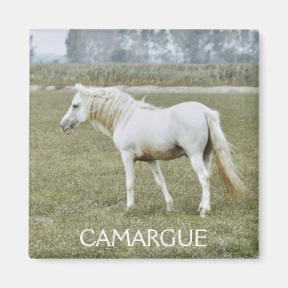 Imán de semental de Camargue