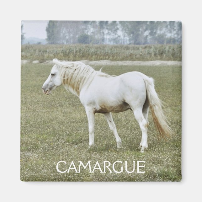 Imán de semental de Camargue (Frente)