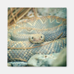 Imán de serpiente de cascabel