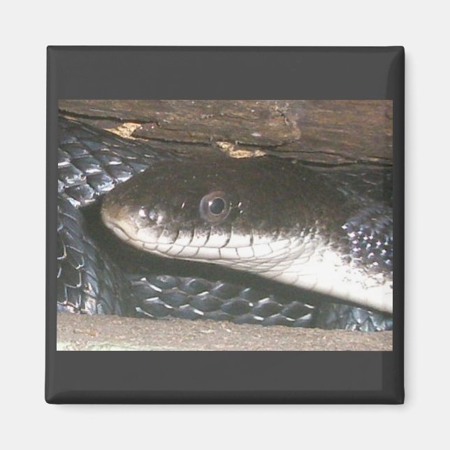 Imán de serpiente negro (Frente)