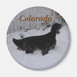 Imán de Setter Gordon de Colorado