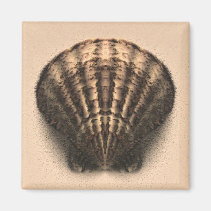 Imán de Shell