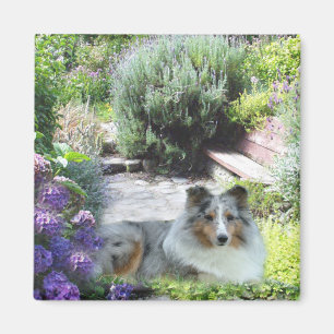 Imán de Sheltie