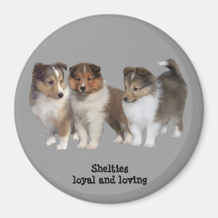 Imán de Sheltie