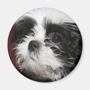 Imán de Shih Tzu