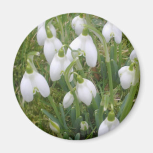 Imán de Snowdrops