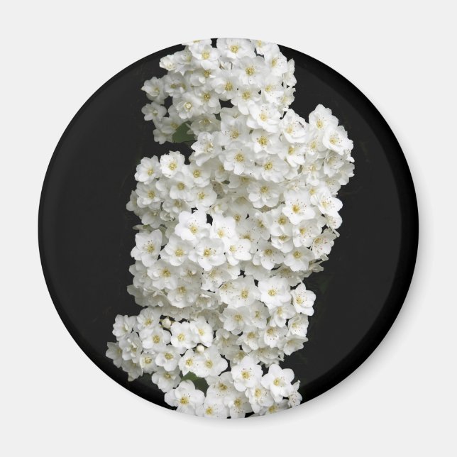 Imán de Spirea Arguta (Frente)