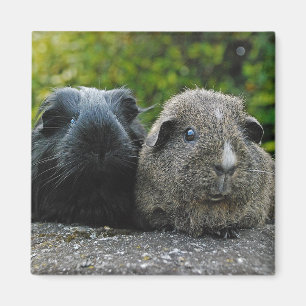 Imán de Squee y de Scruffles