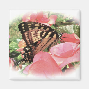 Imán de Swallowtail del tigre