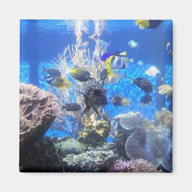 Imán de tanque de peces (Frente)