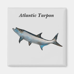 imán de Tarpon atlántico