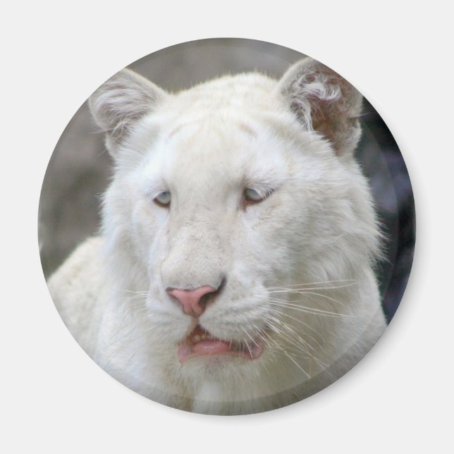 Imán de tigre blanco raro (Frente)