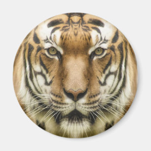 Imán de Tigre en Primer Plano