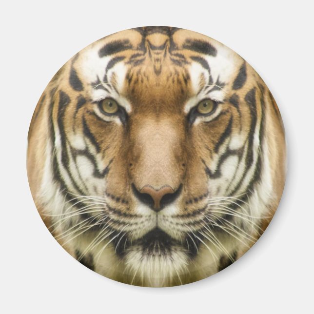 Imán de Tigre en Primer Plano (Frente)